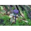 Amethyst Deceiver (Laccaria amethystina) 91