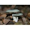 Aniseed Funnel (Clitocybe odora) 100