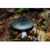 Aniseed Funnel (Clitocybe odora) 102