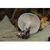 Aniseed Funnel (Clitocybe odora) 103