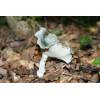 Aniseed Funnel (Clitocybe odora) 92