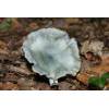 Aniseed Funnel (Clitocybe odora) 93