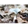 Aniseed Funnel (Clitocybe odora) 94