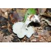 Aniseed Funnel (Clitocybe odora) 95