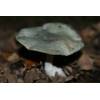 Aniseed Funnel (Clitocybe odora) 98