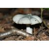 Aniseed Funnel (Clitocybe odora) 99