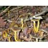 Autumn Chanterelle (Cantharellus tubaeformis) 107