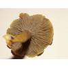 Autumn Chanterelle (Cantharellus tubaeformis) 110