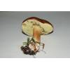 Bay Bolete (Boletus badius) 111