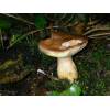 Bay Bolete (Boletus badius) 123