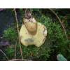 Bay Bolete (Boletus badius) 124