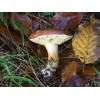 Bay Bolete (Boletus badius) 126