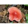 Beechwood Sickener (Russula nobilis) 130