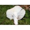 Beechwood Sickener (Russula nobilis) 131