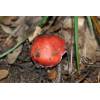 Beechwood Sickener (Russula nobilis) 134