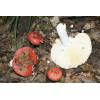 Beechwood Sickener (Russula nobilis) 135