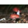 Beechwood Sickener (Russula nobilis) 137