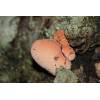 Beefsteak Fungus (Fistulina hepatica) 142