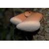 Beefsteak Fungus (Fistulina hepatica) 144