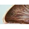 Beefsteak Fungus (Fistulina hepatica) 146