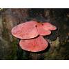 Beefsteak Fungus (Fistulina hepatica) 147