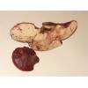 Beefsteak Fungus (Fistulina hepatica) 153