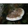 Birch Polypore (Piptoporus betulinus) 157