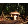 Blusher (Amanita rubescens
) 165