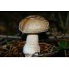 Blusher (Amanita rubescens
) 171