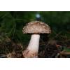 Blusher (Amanita rubescens
) 173