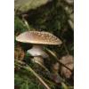 Blusher (Amanita rubescens
) 174