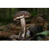 Brown Birch Bolete