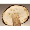 Brown Birch Roughstalk (Leccinum scabrum) 188