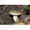 Brown Roll Rim (Paxillus involutus) 193