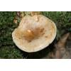 Brown Roll Rim (Paxillus involutus) 195