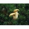 Chanterelle (Cantharellus cibarius) 207