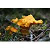 Chanterelle (Cantharellus cibarius) 208