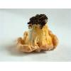 Chanterelle (Cantharellus cibarius) 210