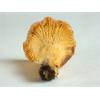 Chanterelle (Cantharellus cibarius) 212