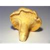 Chanterelle (Cantharellus cibarius) 214