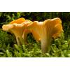 Chanterelle (Cantharellus cibarius) 218