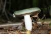 Charcoal Burner (Russula cyanoxantha) 11