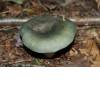 Charcoal Burner (Russula cyanoxantha) 12