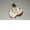 Charcoal Burner (Russula cyanoxantha) 8