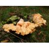 Chicken of the Woods (Laetiporus sulphureus) 219