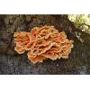 Chicken of the Woods (Laetiporus sulphureus) 221