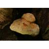 Chicken of the Woods (Laetiporus sulphureus) 223