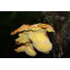 Chicken of the Woods (Laetiporus sulphureus) 225