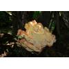 Chicken of the Woods (Laetiporus sulphureus) 226