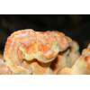 Chicken of the Woods (Laetiporus sulphureus) 229